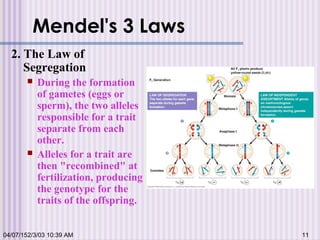 Mendel's 3 Laws
2. The Law of
Segregation
 During the formation
of gametes (eggs or
sperm), the two alleles
responsible for a trait
separate from each
other.
 Alleles for a trait are
then "recombined" at
fertilization, producing
the genotype for the
traits of the offspring.
04/07/152/3/03 10:39 AM 11
 