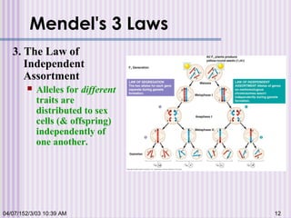 Mendel's 3 Laws
3. The Law of
Independent
Assortment
 Alleles for different
traits are
distributed to sex
cells (& offspring)
independently of
one another.
04/07/152/3/03 10:39 AM 12
 