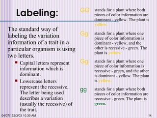 04/07/152/3/03 10:39 AM 14
Labeling:
The standard way of
labeling the variation
information of a trait in a
particular organism is using
two letters.
 Capital letters represent
information which is
dominant.
 Lowercase letters
represent the recessive.
The letter being used
describes a variation
(usually the recessive) of
the trait.
GG stands for a plant where both
pieces of color information are
dominant - yellow. The plant is
yellow.
Gg stands for a plant where one
piece of color information is
dominant - yellow, and the
other is recessive - green. The
plant is yellow.
Gg stands for a plant where one
piece of color information is
recessive - green, and the other
is dominant - yellow. The plant
is yellow.
gg stands for a plant where both
pieces of color information are
recessive - green. The plant is
green.
 