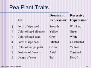 04/07/152/3/03 10:39 AM 15
Pea Plant Traits
Trait:
Dominant
Expression:
Recessive
Expression:
1 Form of ripe seed Smooth Wrinkled
2 Color of seed albumen Yellow Green
3 Color of seed coat Grey White
4 Form of ripe pods Inflated Constricted
5 Color of unripe pods Green Yellow
6 Position of flowers Axial Terminal
7 Length of stem Tall Dwarf
 