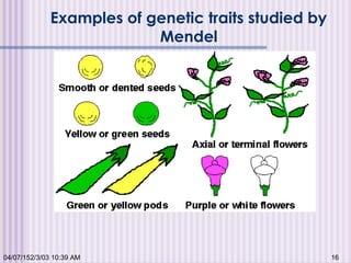 04/07/152/3/03 10:39 AM 16
Examples of genetic traits studied by
Mendel
 