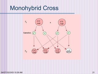 04/07/152/3/03 10:39 AM 21
Monohybrid Cross
 