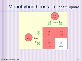 04/07/152/3/03 10:39 AM 23
Monohybrid Cross—Punnett Square
 