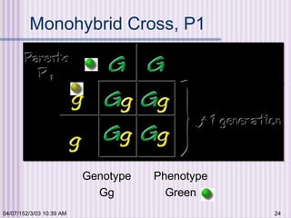 04/07/152/3/03 10:39 AM 24
Monohybrid Cross, P1
Genotype Phenotype
Gg Green
Homozygous Green
X
Homozygous Yellow
 