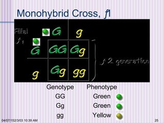04/07/152/3/03 10:39 AM 25
Monohybrid Cross, ƒ1
Genotype Phenotype
GG Green
Gg Green
gg Yellow
Heterozygous Green
X
Heterozygous Green
 