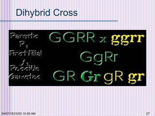 04/07/152/3/03 10:39 AM 27
Dihybrid Cross
 