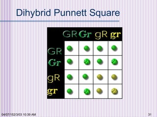 04/07/152/3/03 10:39 AM 31
Dihybrid Punnett Square
 