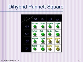04/07/152/3/03 10:39 AM 32
Dihybrid Punnett Square
 