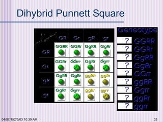 04/07/152/3/03 10:39 AM 33
Dihybrid Punnett Square
 