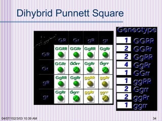 04/07/152/3/03 10:39 AM 34
Dihybrid Punnett Square
 