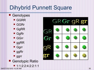 04/07/152/3/03 10:39 AM 35
Dihybrid Punnett Square
 Genotypes
 GGRR
 GGRr
 GgRR
 GgRr
 GGrr
 ggRR
 Ggrr
 ggRr
 ggrr
 Genotypic Ratio
 1:1:2:2:4:2:2:1:1
 