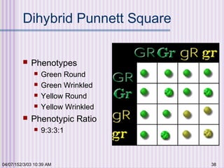 04/07/152/3/03 10:39 AM 38
Dihybrid Punnett Square
 Phenotypes
 Green Round
 Green Wrinkled
 Yellow Round
 Yellow Wrinkled
 Phenotypic Ratio
 9:3:3:1
 