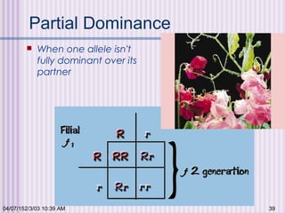 04/07/152/3/03 10:39 AM 39
Partial Dominance
 When one allele isn't
fully dominant over its
partner
 