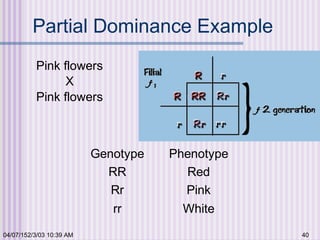 04/07/152/3/03 10:39 AM 40
Partial Dominance Example
Genotype Phenotype
RR Red
Rr Pink
rr White
Pink flowers
X
Pink flowers
 