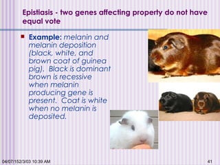 04/07/152/3/03 10:39 AM 41
Epistiasis - two genes affecting property do not have
equal vote
 Example: melanin and
melanin deposition
(black, white, and
brown coat of guinea
pig).  Black is dominant
brown is recessive
when melanin
producing gene is
present.  Coat is white
when no melanin is
deposited.
 