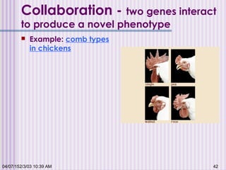 04/07/152/3/03 10:39 AM 42
Collaboration - two genes interact
to produce a novel phenotype
 Example: comb types
in chickens
 