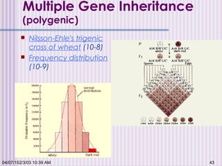 04/07/152/3/03 10:39 AM 43
Multiple Gene Inheritance
(polygenic)
 Nilsson-Ehle's trigenic
cross of wheat (10-8)
 Frequency distribution
(10-9)
 
