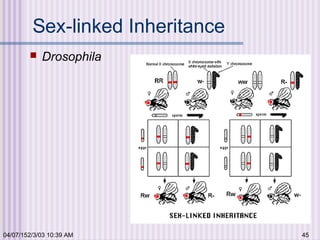 04/07/152/3/03 10:39 AM 45
Sex-linked Inheritance
 Drosophila
 