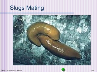 04/07/152/3/03 10:39 AM 48
Slugs Mating
 