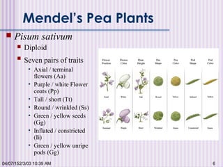 04/07/152/3/03 10:39 AM 6
Mendel’s Pea Plants
 Pisum sativum
 Diploid
 Seven pairs of traits
• Axial / terminal
flowers (Aa)
• Purple / white Flower
coats (Pp)
• Tall / short (Tt)
• Round / wrinkled (Ss)
• Green / yellow seeds
(Gg)
• Inflated / constricted
(Ii)
• Green / yellow unripe
pods (Gg)
 