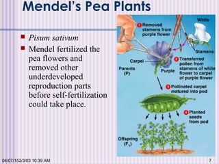 Mendel’s Pea Plants
 Pisum sativum
 Mendel fertilized the
pea flowers and
removed other
underdeveloped
reproduction parts
before self-fertilization
could take place.
04/07/152/3/03 10:39 AM 7
 