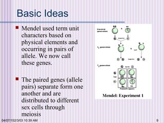 04/07/152/3/03 10:39 AM 9
Basic Ideas
 Mendel used term unit
characters based on
physical elements and
occurring in pairs of
allele. We now call
these genes.
 The paired genes (allele
pairs) separate form one
another and are
distributed to different
sex cells through
meiosis
 