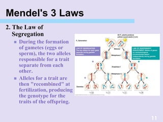 Mendel's 3 Laws
2. The Law of
Segregation
 During the formation
of gametes (eggs or
sperm), the two alleles
responsible for a trait
separate from each
other.
 Alleles for a trait are
then "recombined" at
fertilization, producing
the genotype for the
traits of the offspring.
11
 