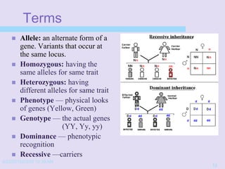 4/22/20152/3/03 10:39 AM
13
Terms
 Allele: an alternate form of a
gene. Variants that occur at
the same locus.
 Homozygous: having the
same alleles for same trait
 Heterozygous: having
different alleles for same trait
 Phenotype — physical looks
of genes (Yellow, Green)
 Genotype — the actual genes
(YY, Yy, yy)
 Dominance — phenotypic
recognition
 Recessive —carriers
 