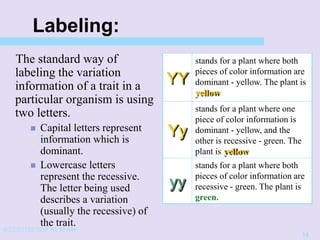 4/22/20152/3/03 10:39 AM
14
Labeling:
The standard way of
labeling the variation
information of a trait in a
particular organism is using
two letters.
 Capital letters represent
information which is
dominant.
 Lowercase letters
represent the recessive.
The letter being used
describes a variation
(usually the recessive) of
the trait.
YY
stands for a plant where both
pieces of color information are
dominant - yellow. The plant is
yellow.
Yy
stands for a plant where one
piece of color information is
dominant - yellow, and the
other is recessive - green. The
plant is yellow.
yy
stands for a plant where both
pieces of color information are
recessive - green. The plant is
green.
 