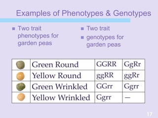 Examples of Phenotypes & Genotypes
 Two trait
phenotypes for
garden peas
 Two trait
 genotypes for
garden peas
17
Green Round GGRR GgRr
Yellow Round ggRR ggRr
Green Wrinkled GGrr Ggrr
Yellow Wrinkled Ggrr —
 