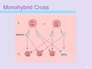 Monohybrid Cross
19
 