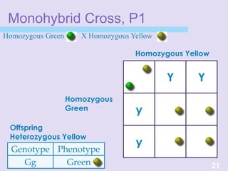 Y Y
y
y
Monohybrid Cross, P1
Genotype Phenotype
Gg Green
Homozygous Green X Homozygous Yellow
21
Homozygous Yellow
Homozygous
Green
Offspring
Heterozygous Yellow
 