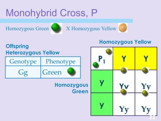P1 Y Y
y
Yy Yy
y
Yy Yy
Monohybrid Cross, P
Genotype Phenotype
Gg Green
Homozygous Green X Homozygous Yellow
22
Homozygous Yellow
Homozygous
Green
Offspring
Heterozygous Yellow
 