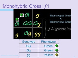 4/22/20152/3/03 10:39 AM
23
Monohybrid Cross, ƒ1
Genotype Phenotype
GG Green
Gg Green
gg Yellow
Heterozygous Green
X
Heterozygous Green
 