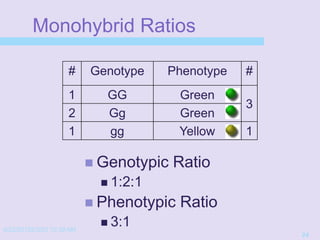 4/22/20152/3/03 10:39 AM
24
Monohybrid Ratios
 Genotypic Ratio
 1:2:1
 Phenotypic Ratio
 3:1
# Genotype Phenotype #
1 GG Green
3
2 Gg Green
1 gg Yellow 1
 