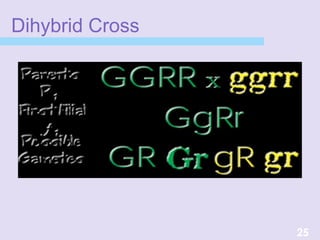 Dihybrid Cross
25
 