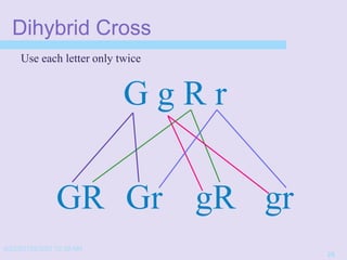 4/22/20152/3/03 10:39 AM
26
Dihybrid Cross
Use each letter only twice
G g R r
GR Gr gR gr
 