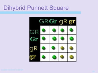 4/22/20152/3/03 10:39 AM
28
Dihybrid Punnett Square
 