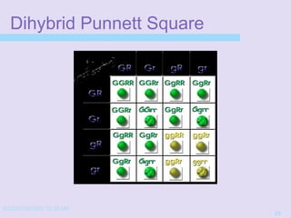 4/22/20152/3/03 10:39 AM
29
Dihybrid Punnett Square
 