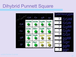 4/22/20152/3/03 10:39 AM
30
Dihybrid Punnett Square
 