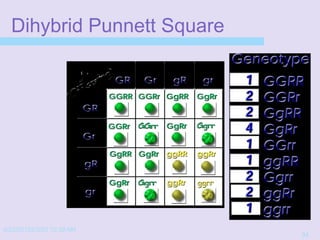 4/22/20152/3/03 10:39 AM
31
Dihybrid Punnett Square
 