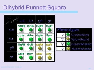 4/22/20152/3/03 10:39 AM
33
Dihybrid Punnett Square
 
