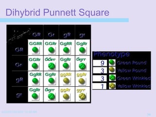 4/22/20152/3/03 10:39 AM
34
Dihybrid Punnett Square
 