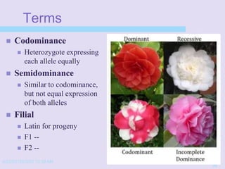 Terms
 Codominance
 Heterozygote expressing
each allele equally
 Semidominance
 Similar to codominance,
but not equal expression
of both alleles
 Filial
 Latin for progeny
 F1 --
 F2 --
4/22/20152/3/03 10:39 AM
38
 