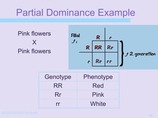 4/22/20152/3/03 10:39 AM
40
Partial Dominance Example
Genotype Phenotype
RR Red
Rr Pink
rr White
Pink flowers
X
Pink flowers
 
