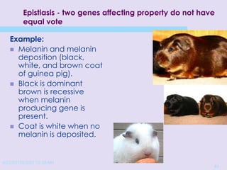 4/22/20152/3/03 10:39 AM
41
Epistiasis - two genes affecting property do not have
equal vote
Example:
 Melanin and melanin
deposition (black,
white, and brown coat
of guinea pig).
 Black is dominant
brown is recessive
when melanin
producing gene is
present.
 Coat is white when no
melanin is deposited.
 