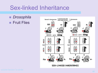 4/22/20152/3/03 10:39 AM
46
Sex-linked Inheritance
 Drosophila
 Fruit Flies
 