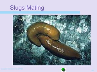 4/22/20152/3/03 10:39 AM
50
Slugs Mating
 