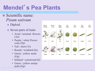 4/22/20152/3/03 10:39 AM
6
Mendel’s Pea Plants
 Scientific name:
Pisum sativum
 Diploid
 Seven pairs of traits
• Axial / terminal flowers
(Aa)
• Purple / white Flower
coats (Pp)
• Tall / short (Tt)
• Round / wrinkled (Ss)
• Green / yellow seeds
(Gg)
• Inflated / constricted (Ii)
• Green / yellow unripe
pods (Gg)
 