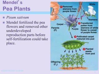 Mendel’s
Pea Plants
 Pisum sativum
 Mendel fertilized the pea
flowers and removed other
underdeveloped
reproduction parts before
self-fertilization could take
place.
4/22/20152/3/03 10:39 AM
7
 
